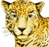 Символ игрового автомата Aztec Treasure Ягуар